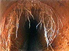 Roots growing inside a sewer pipe, viewed from within—a common issue requiring sewer service in Bergen County NJ. The roots extend from the top and sides, partially obstructing the interior space.